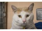 Adopt Nando a Cream or Ivory Domestic Shorthair / Mixed cat in Mountain Home