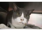 Adopt Leo a Domestic Shorthair / Mixed cat in Mountain Home, AR (41450324)