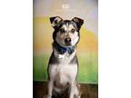 Adopt Rudi a Black - with White Husky dog in Littleton, CO (41390384)