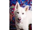 Adopt Benji a White Husky dog in Littleton, CO (41295681)