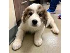 Sasha-in a Foster Home Great Pyrenees Puppy Female