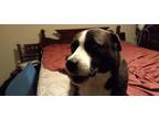 Adopt Mellow a Black - with White Husky / Labrador Retriever / Mixed dog in