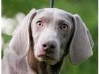 Adopt Into The Mist a Gray/Blue/Silver/Salt & Pepper Weimaraner / Mixed dog in
