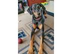 Adopt DD 3096 a Black - with Brown, Red, Golden, Orange or Chestnut Doberman