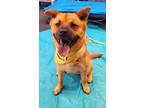 Adopt Scarlet Chowhansson a Red/Golden/Orange/Chestnut - with Black Chow Chow /