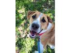 Adopt Odin a Labrador Retriever / Belgian Malinois / Mixed dog in Golden