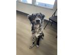 Adopt Gemini Zod a Black - with White Australian Shepherd / Border Collie dog in