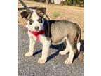 Adopt Jeep a Brown/Chocolate Terrier (Unknown Type, Medium) / Husky / Mixed