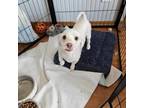 Adopt Popcorn a Havanese