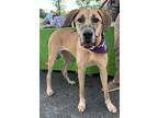 Adopt Athena Darla a Tan/Yellow/Fawn Great Dane / Mixed dog in Charlotte
