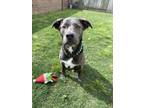 Adopt KangaRoo a Gray/Silver/Salt & Pepper - with White Blue Lacy/Texas Lacy /