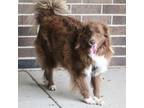 Adopt Bear a Brown/Chocolate - with White Australian Shepherd / Mixed dog in