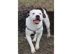 Adopt Gucci a White - with Brown or Chocolate Pit Bull Terrier dog in Lafayette