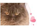 Adopt Cynna a Persian / Mixed (long coat) cat in Wilmington, NC (40987976)