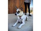 Adopt Walker a White - with Tan, Yellow or Fawn Jack Russell Terrier / Pointer