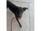 Bruce Labrador Retriever Young Male