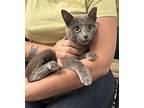 Viper Russian Blue Female