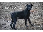 Adopt Neville a American Pit Bull Terrier / Mixed dog in Topeka, KS (39405228)