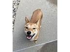 Sasha Shiba Inu Young Female