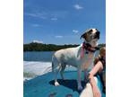 Adopt Luna a White - with Brown or Chocolate Labrador Retriever / Mutt / Mixed