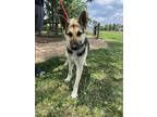 Adopt Sky a Black German Shepherd Dog / Mixed Breed (Medium) / Mixed (short