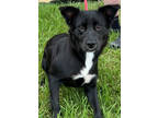 Adopt Wrenley a Black Australian Cattle Dog / Mixed Breed (Medium) / Mixed