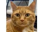 Adopt Paz a Orange or Red Tabby Domestic Shorthair (short coat) cat in