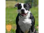 Adopt Nuggies a Black American Pit Bull Terrier / Mixed Breed (Medium) / Mixed