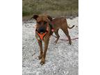 Adopt Phil a Brown/Chocolate Boxer / Mixed Breed (Medium) / Mixed (short coat)