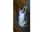 Adopt Etta a White American Staffordshire Terrier / Mixed dog in Wattsburg
