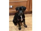 Adopt Noah a Black - with Brown, Red, Golden, Orange or Chestnut Labrador