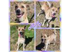 Adopt Molly a White - with Tan, Yellow or Fawn Dutch Shepherd / German Shepherd