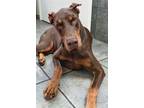 Adopt Nas 3244 a Red/Golden/Orange/Chestnut Doberman Pinscher / Mixed dog in