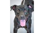 Adopt Bobby a Black Labrador Retriever / Mixed Breed (Medium) / Mixed (short