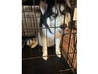 Adopt Ajax a Gray/Silver/Salt & Pepper - with Black Husky / Mixed dog in