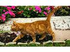 PETER PIPER Domestic Mediumhair Young Male