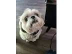 Adopt Cooper a Gray/Blue/Silver/Salt & Pepper Shih Tzu / Mixed dog in Fort