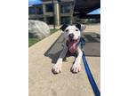 Adopt Nathan a American Pit Bull Terrier / Mixed dog in Lake Charles