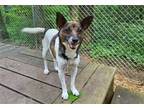 Adopt Pippa a Jack Russell Terrier / Terrier (Unknown Type