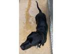 Adopt Big Man a Labrador Retriever / Mixed dog in Brownwood, TX (41449968)
