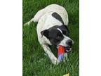 Adopt MooMoo a American Pit Bull Terrier / Australian Cattle Dog / Mixed dog in