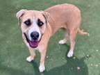 Raleigh American Pit Bull Terrier Adult Female