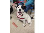Adopt Gracie a White - with Black Border Collie / Mixed dog in Niles
