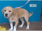Beau Terrier (Unknown Type, Medium) Puppy Male