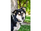 Chester Australian Shepherd Adult Male
