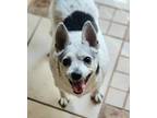 Adopt Coco a Terrier (Unknown Type, Small) / Mixed dog in Decatur, IN (41220838)