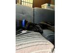 Lylla Vogt Labrador Retriever Adult Female