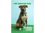 Adopt Midnight aka Milo a American Pit Bull Terrier / Mixed Breed (Medium) /