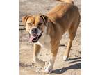 Adopt Dahlia a American Pit Bull Terrier / Boxer / Mixed dog in Pahrump
