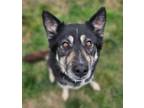 Adopt Wytt a German Shepherd Dog / Husky / Mixed dog in Warren, MI (41449926)